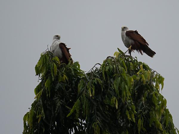 <h3><a href="/trips/srilanka/biota/animalia/chordata/aves/017 accipitriformes/004 accipitridae/haliastur indus/haliastur indus-nl.html">Haliastur&nbsp;indus</a> / Brahminy&nbsp;kite / Brahmaanse&nbsp;wouw</h3>NIKON D500 met AF-S Nikkor 80-400mm f/4.5-5.6G ED VR, 1/640 sec  bij F5.6, ISO 1250, afstand 50.1&nbsp;m